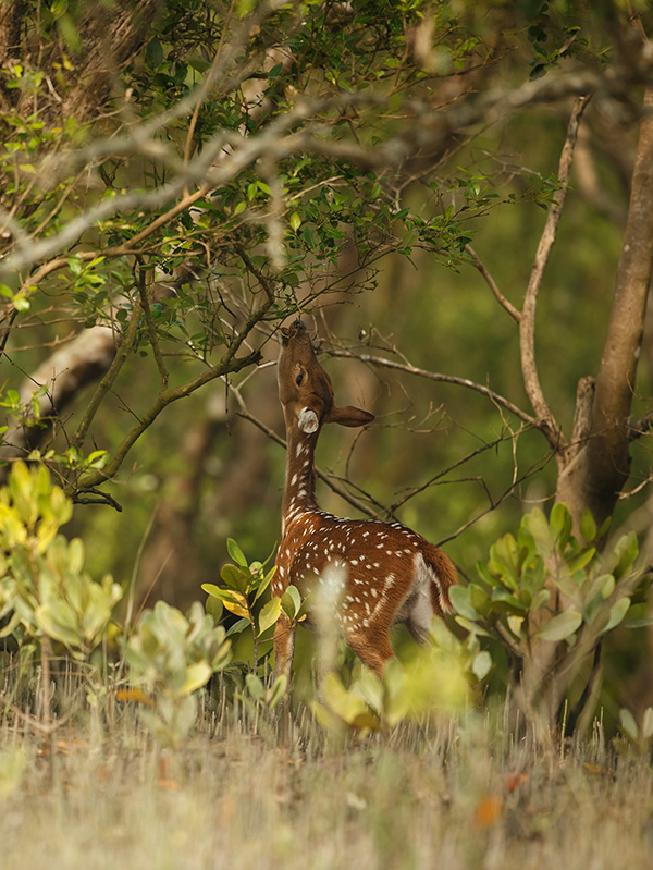 Chilapata Forest