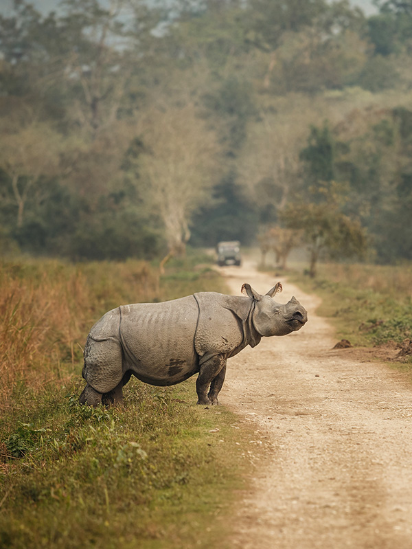 Jaldapara National Park