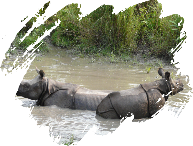 Jaldapara National Park (3.5 kms)